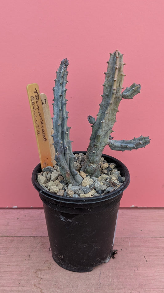 Tromatriche revoluta 047