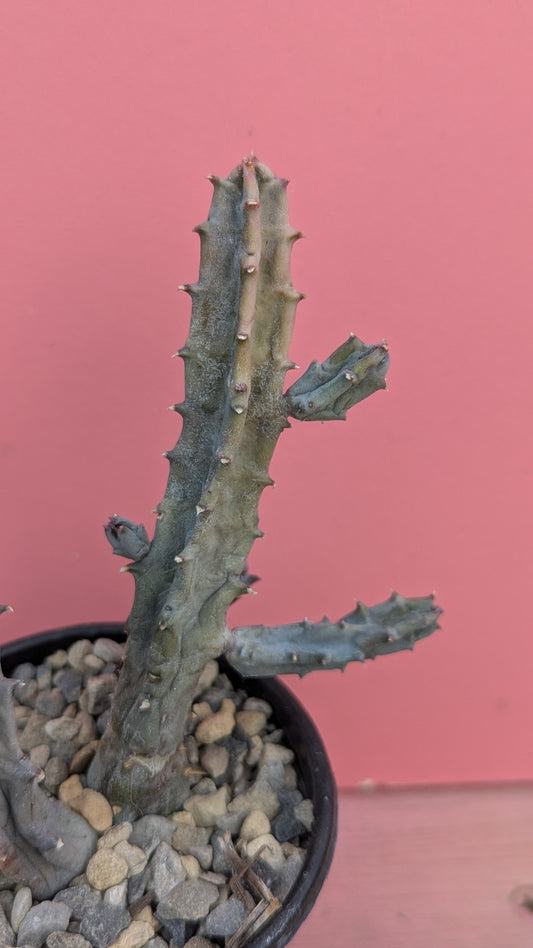 Tromatriche revoluta 047