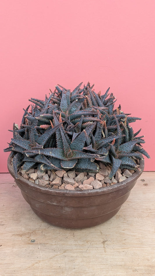 Aloe 'purple haze' XL 051