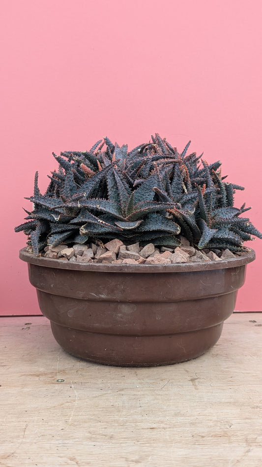 Aloe 'purple haze' XL 051