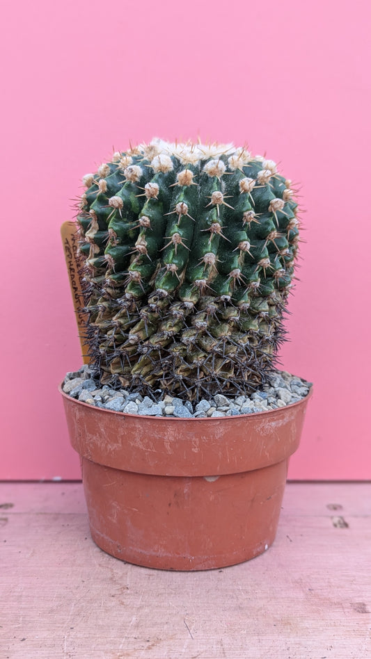 Malacocarpus tephracanthus 053
