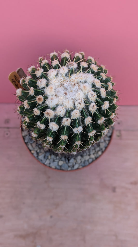 Malacocarpus tephracanthus 053