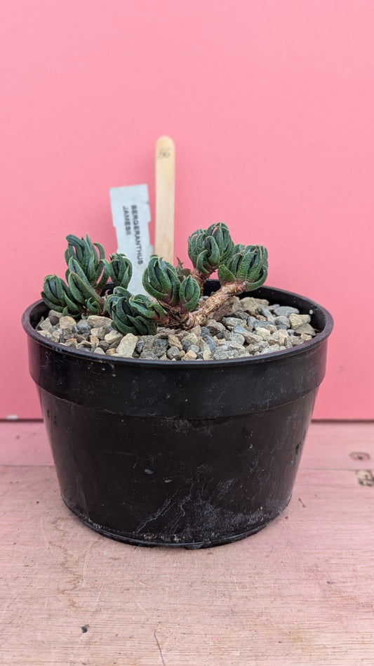 Bergeranthus jamesii 056