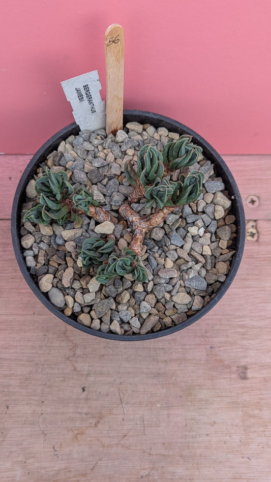 Bergeranthus jamesii 056