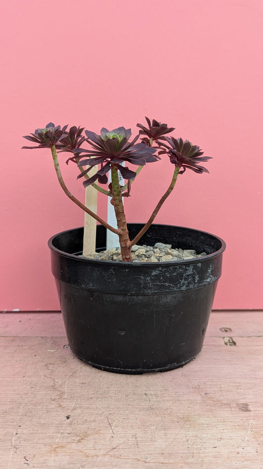 Aeonium 'bing thing' 057