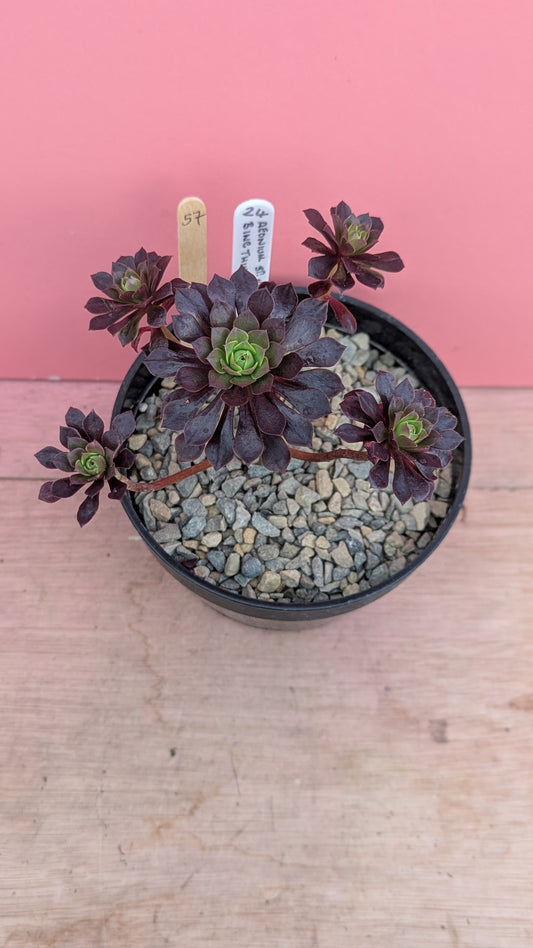 Aeonium 'bing thing' 057