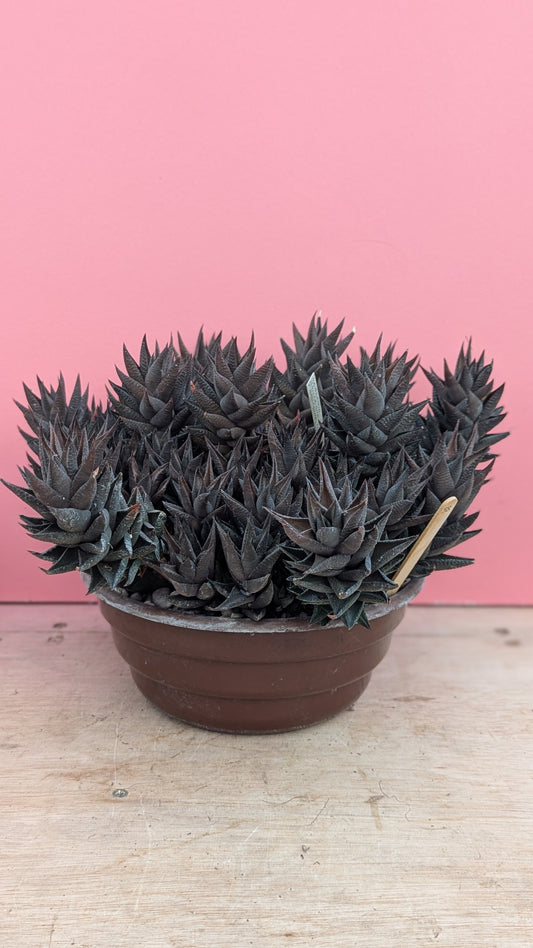 Haworthia sampaiana 058