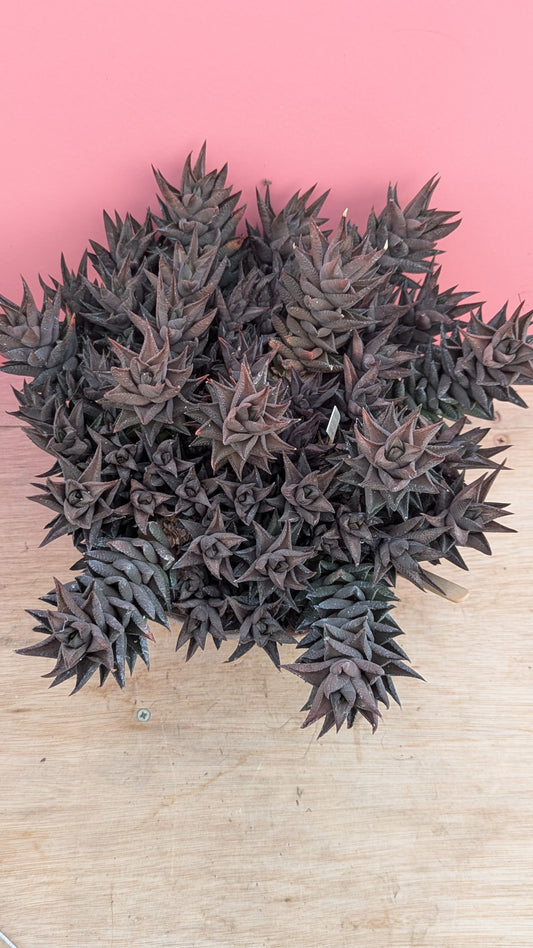 Haworthia sampaiana 058