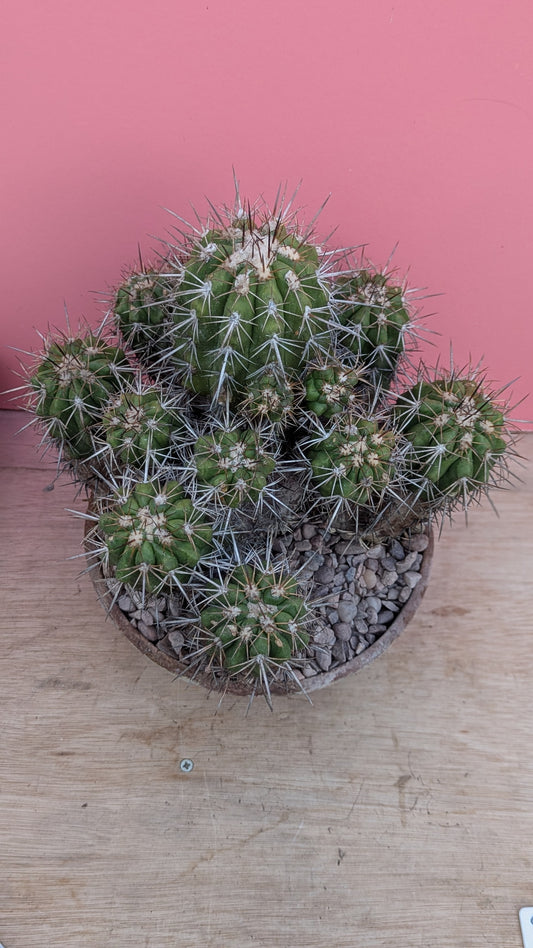 Copiapoa dura 059