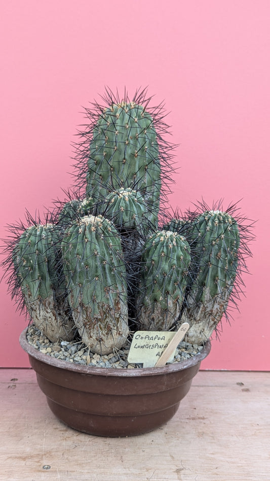 Copiapoa longispina 060