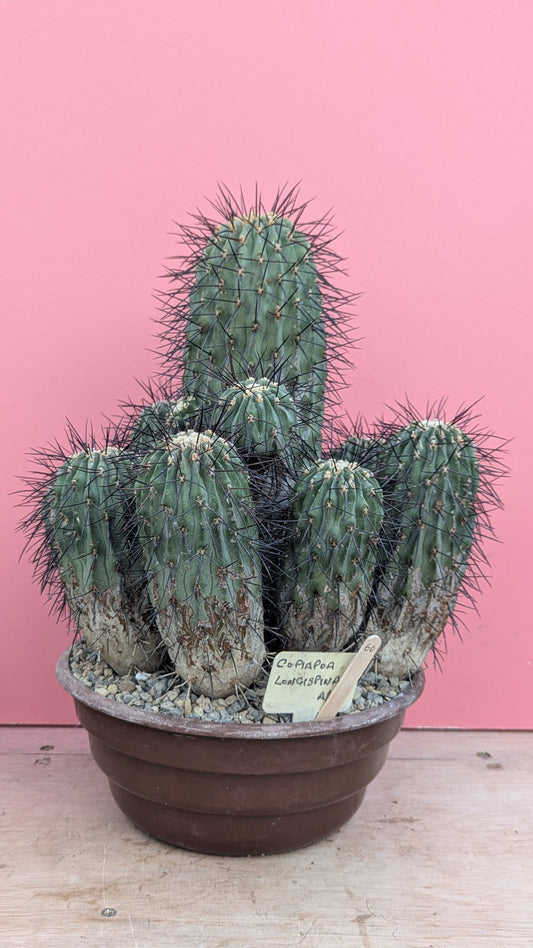 Copiapoa longispina 060