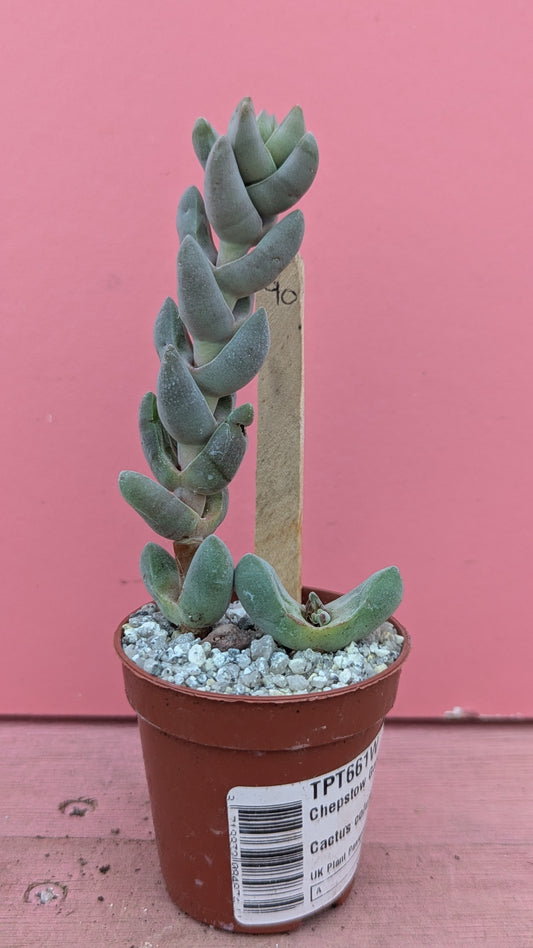 Crassula 'moonglow' 090