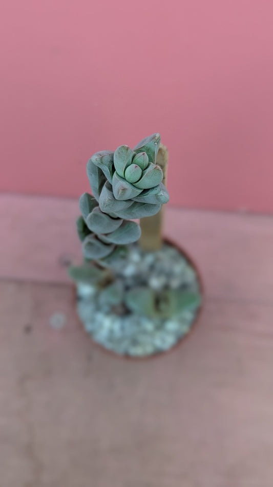 Crassula 'moonglow' 090