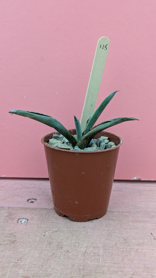Agave giuengola pup 125