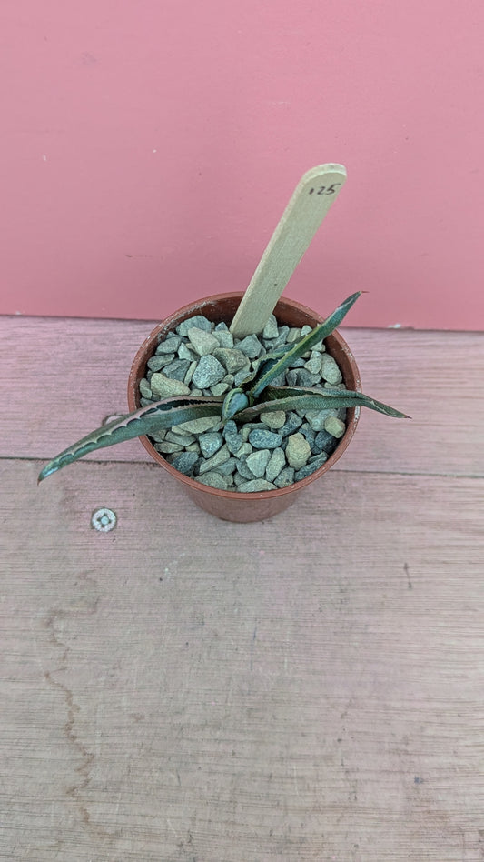 Agave giuengola pup 125