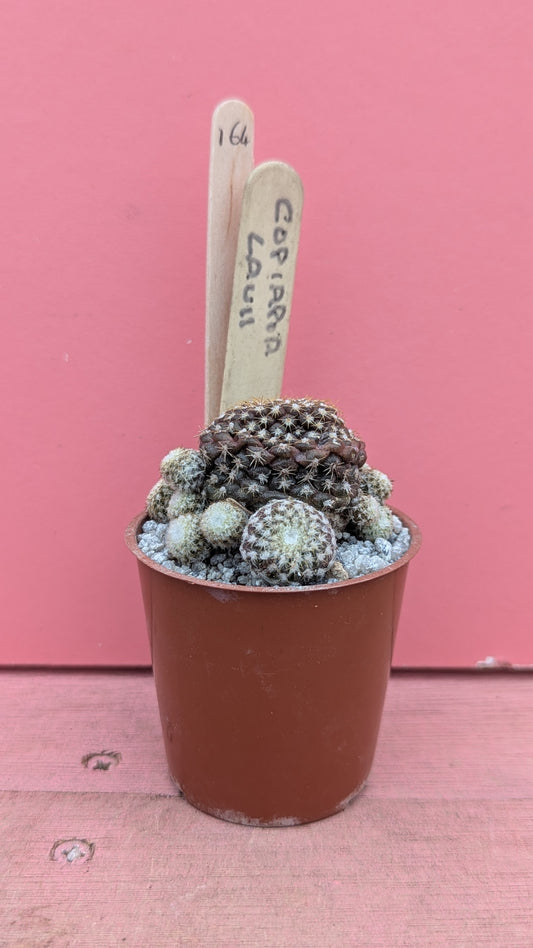 Copiapoa lauii 164
