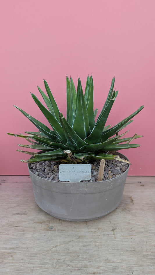 Agave reginae victoria (215)