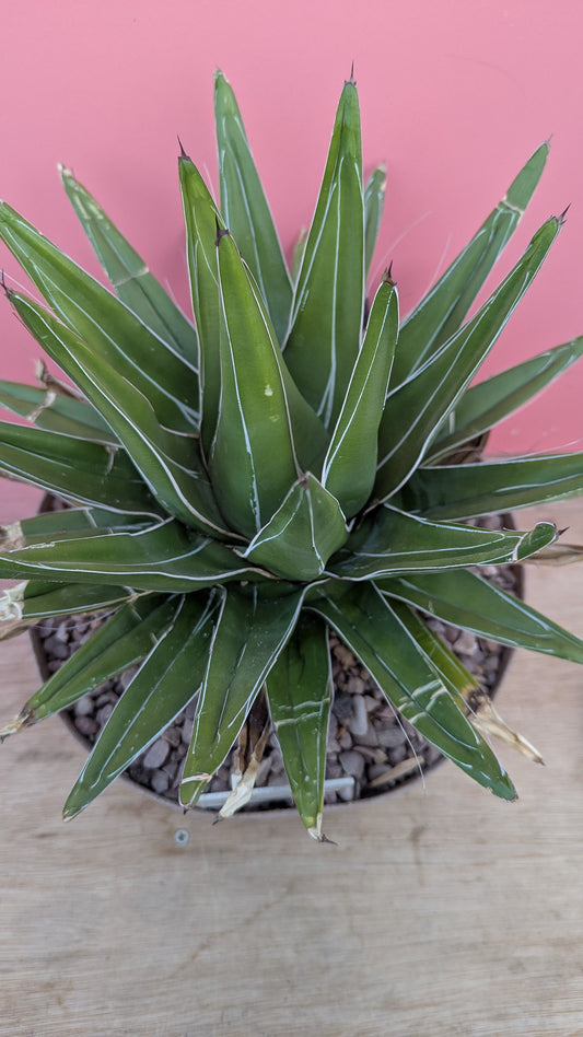 Agave reginae victoria (215)