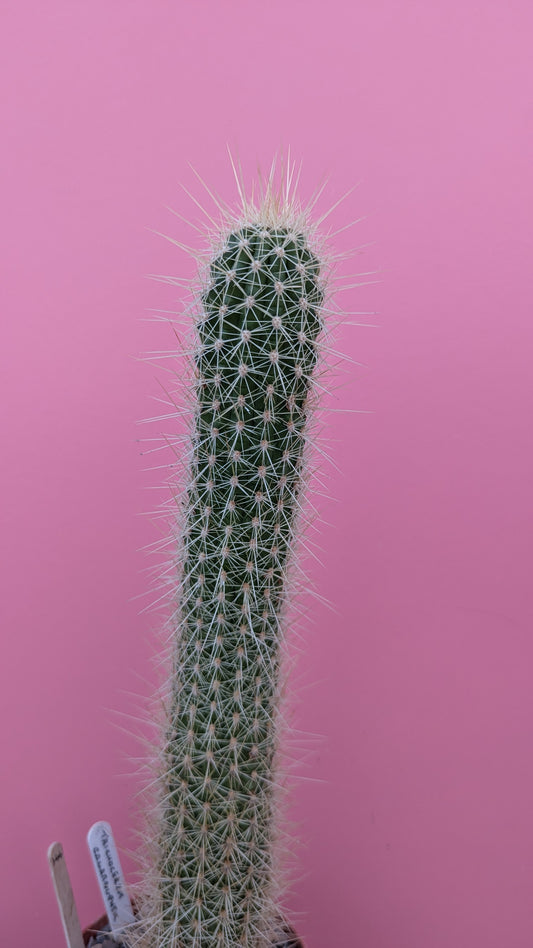 Trichocereus camarguensis (220)