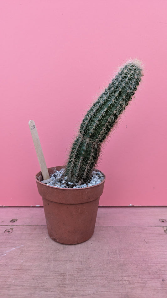 Echinocereus species (227)
