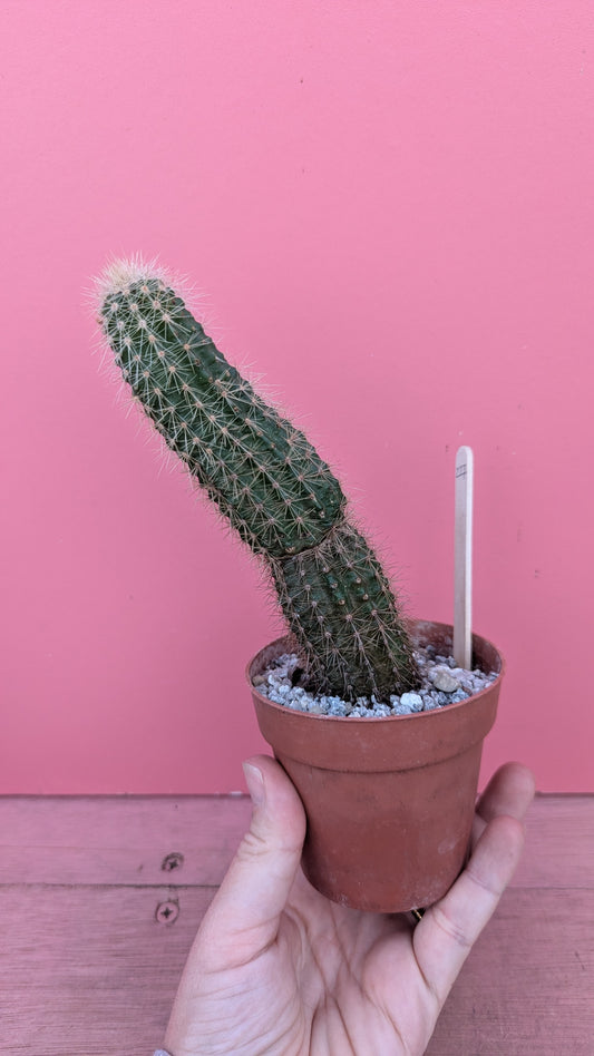 Echinocereus species (227)