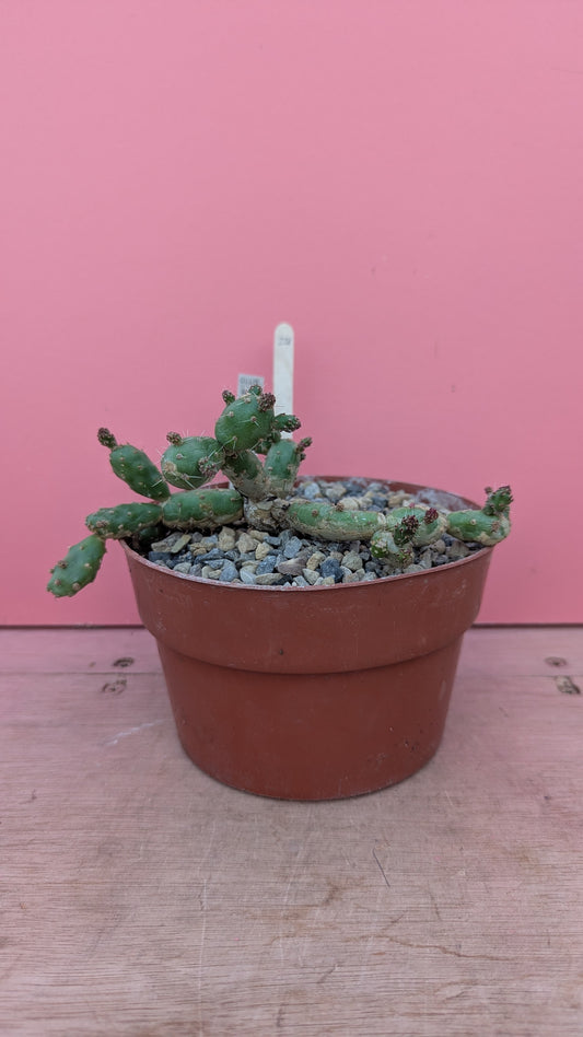 Tephrocactus species of Argentina (228)
