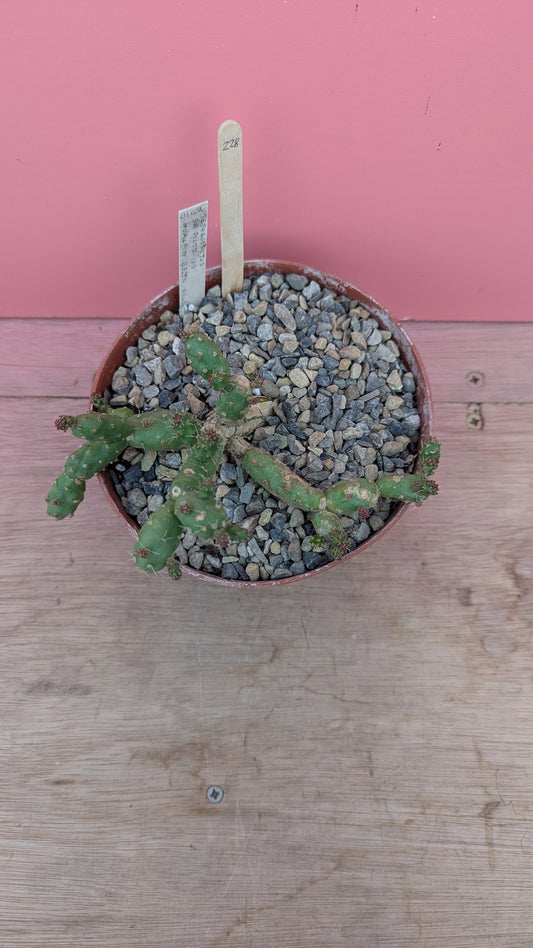 Tephrocactus species of Argentina (228)