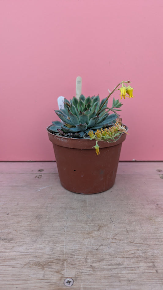 Echeveria pulidonis (232)