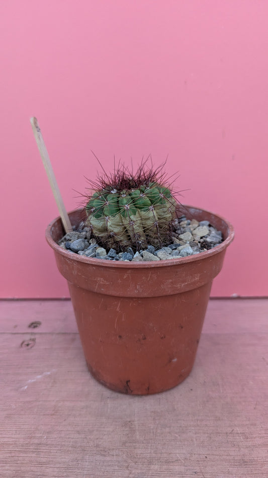 Notocactus species (234)