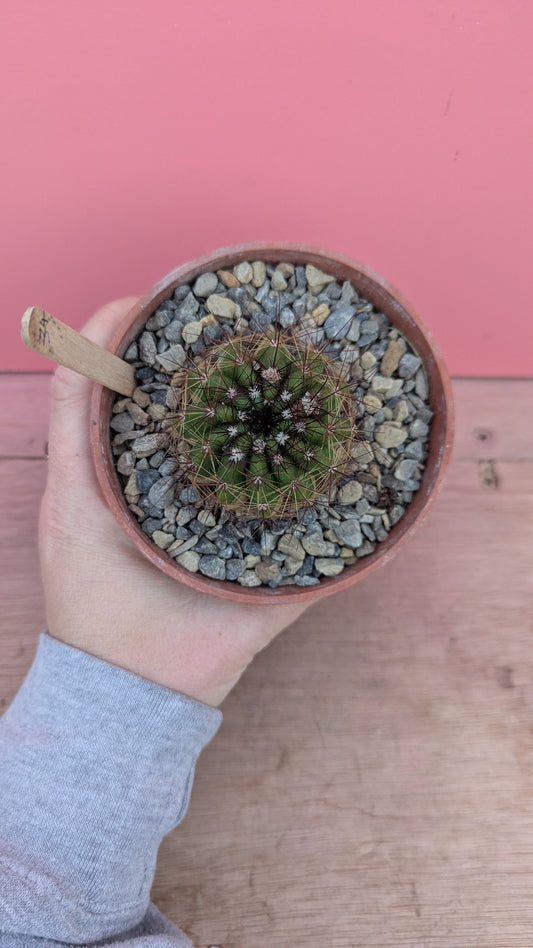 Notocactus species (234)