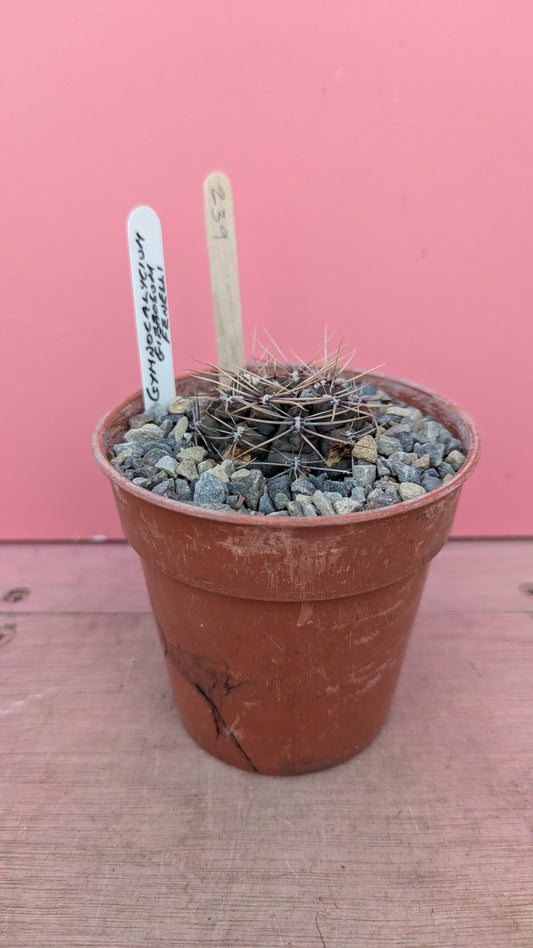Gymnocalycium fenelli (239)