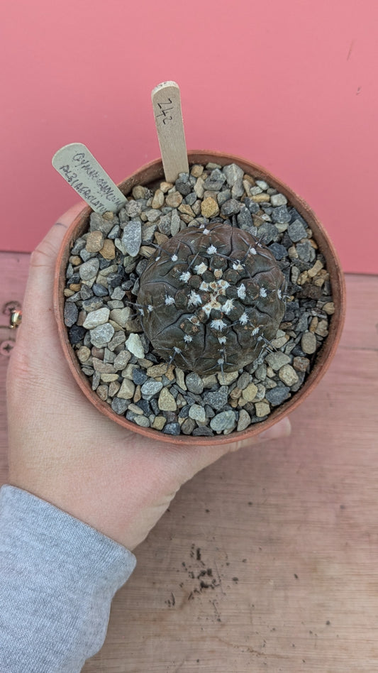 Gymnocalycium albiareolatum (242)