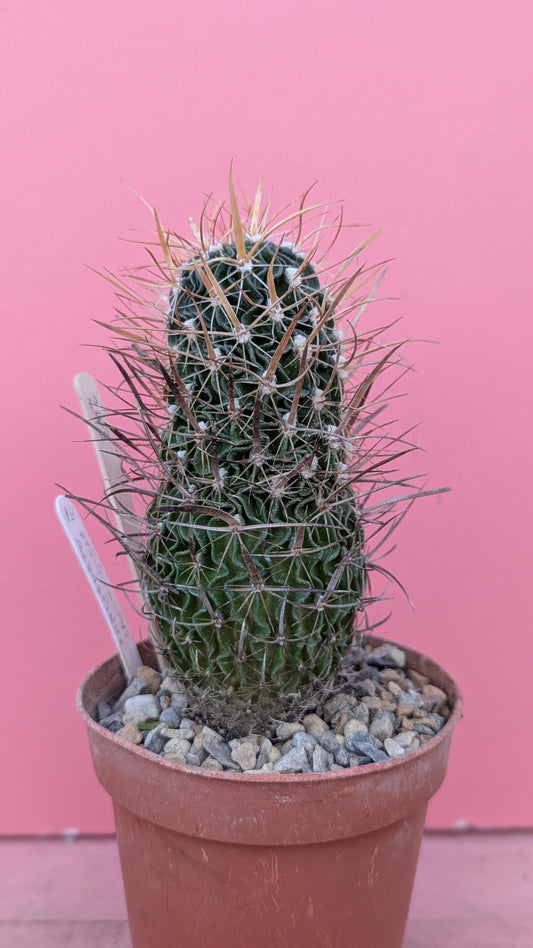 Stenocactus albispinus (243)