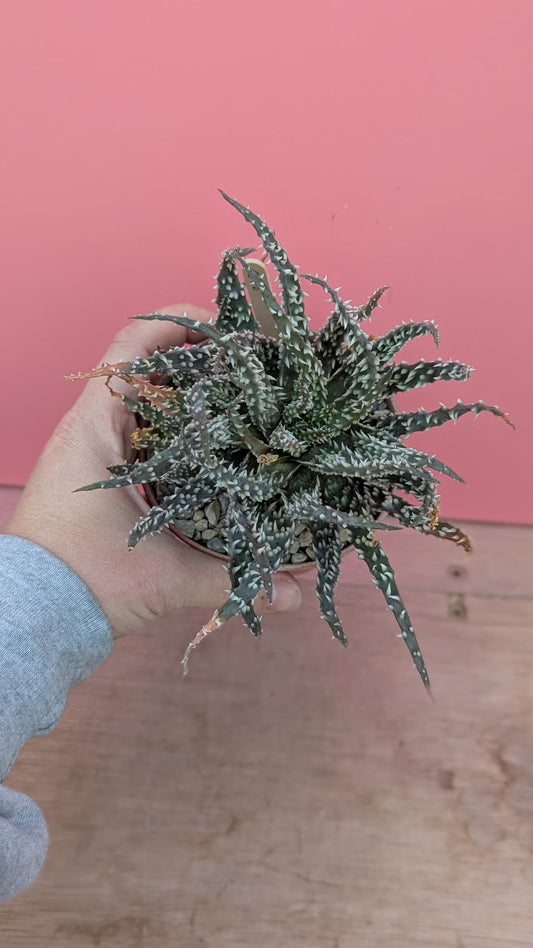 Aloe humilis (248)