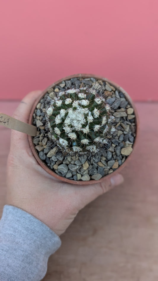 Copiapoa cinerea (249)