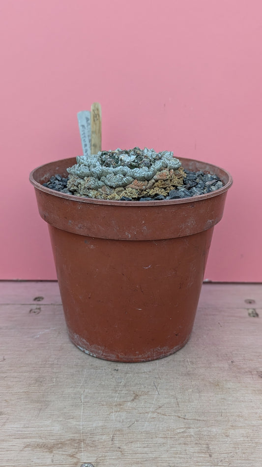 Ariocarpus fissuratus (250)