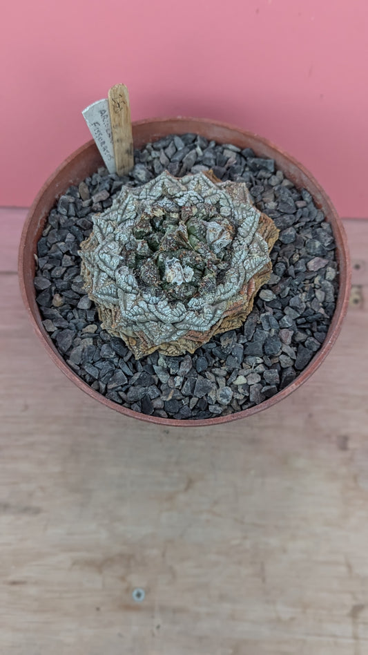 Ariocarpus fissuratus (250)