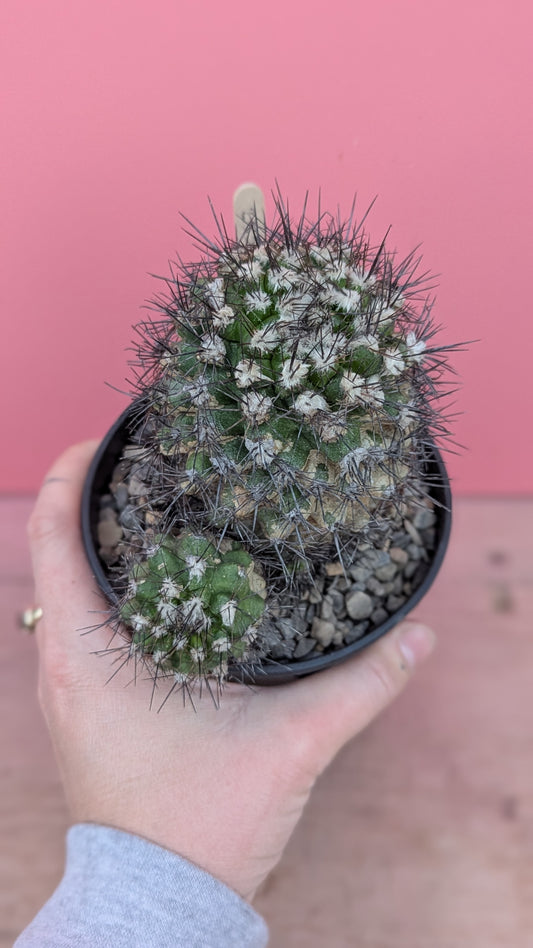 Copiapoa echinata (253)