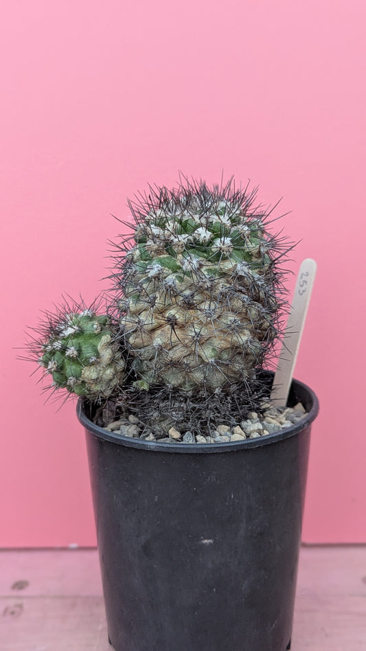 Copiapoa echinata (253)