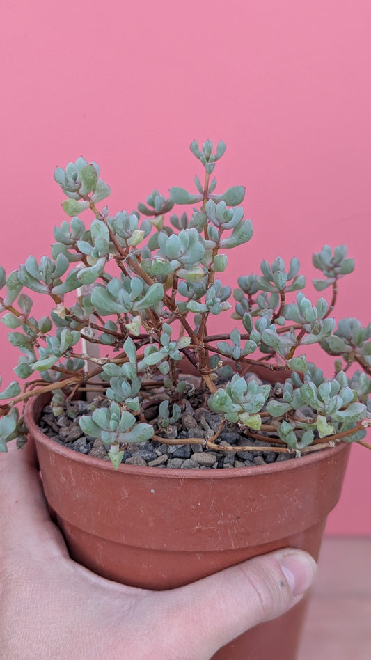 Delosperma species (255)