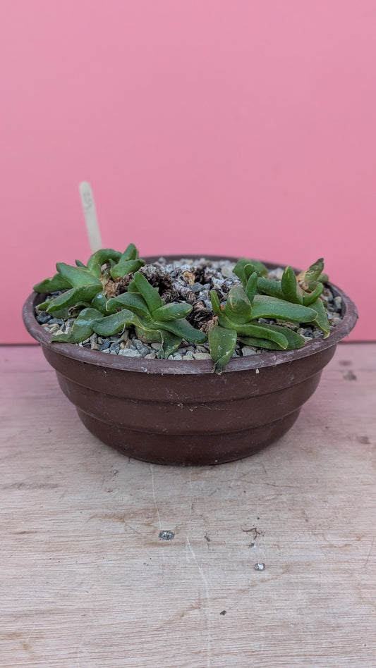 Cheiridopsis cuprea (259)