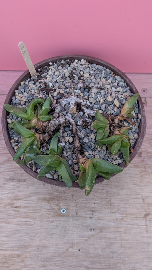 Cheiridopsis cuprea (259)