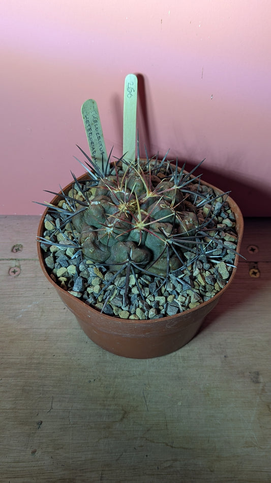Thelocactus bicolor ssp. heterochromus (260)