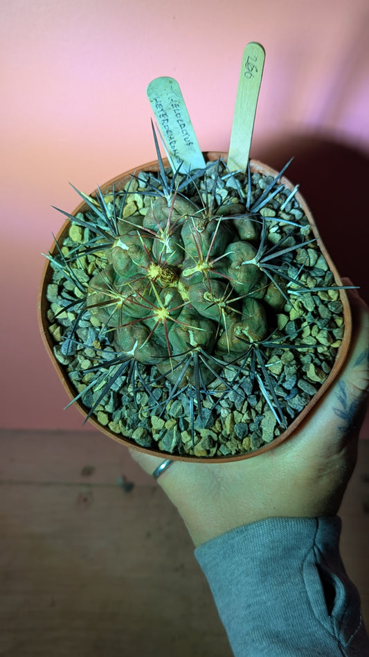 Thelocactus bicolor ssp. heterochromus (260)