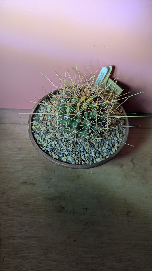 Ferocactus haematacanthus (261)