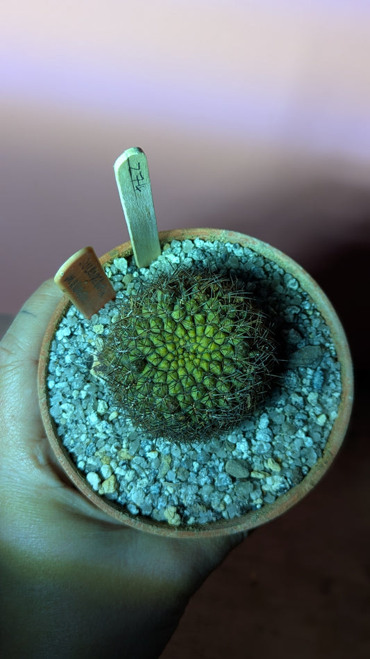 Sulcorebutia markusii (274)