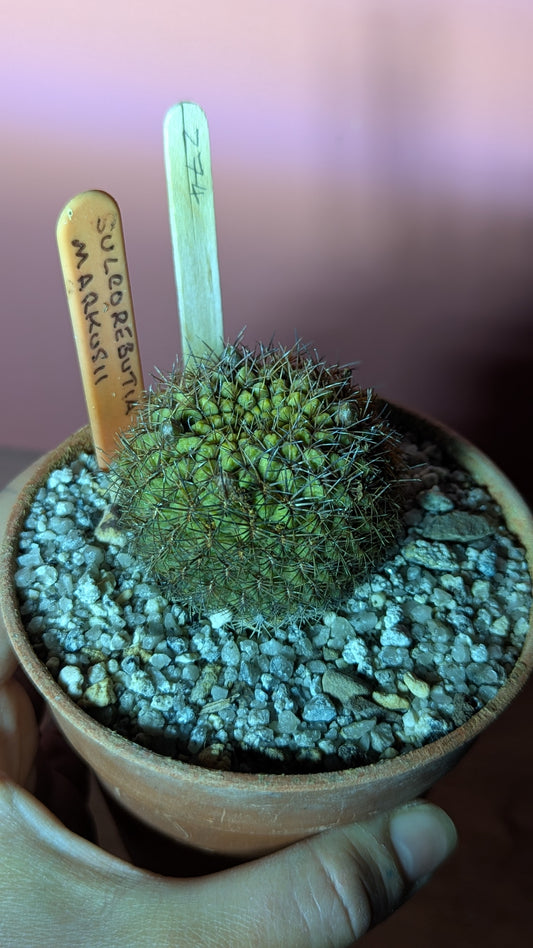 Sulcorebutia markusii (274)