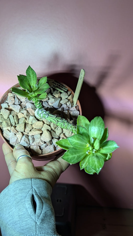 Monadenium yattanum (276)