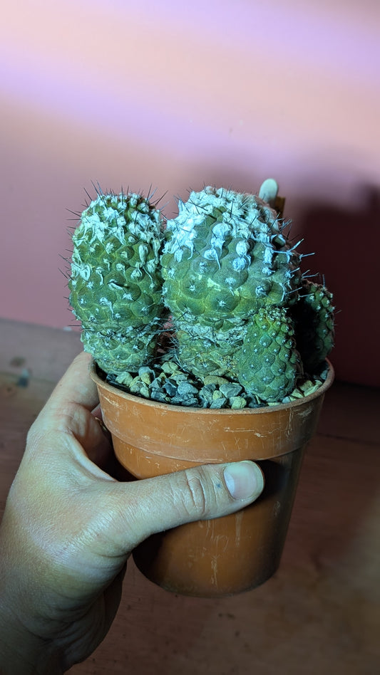 Copiapoa hypogaea (286)