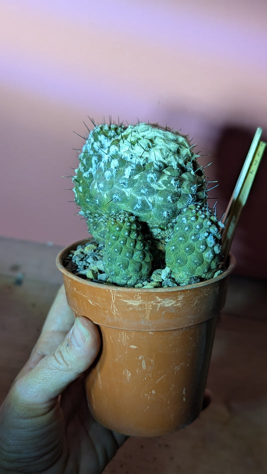 Copiapoa hypogaea (286)